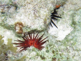 IMG 8991 Rock Boring Urchin